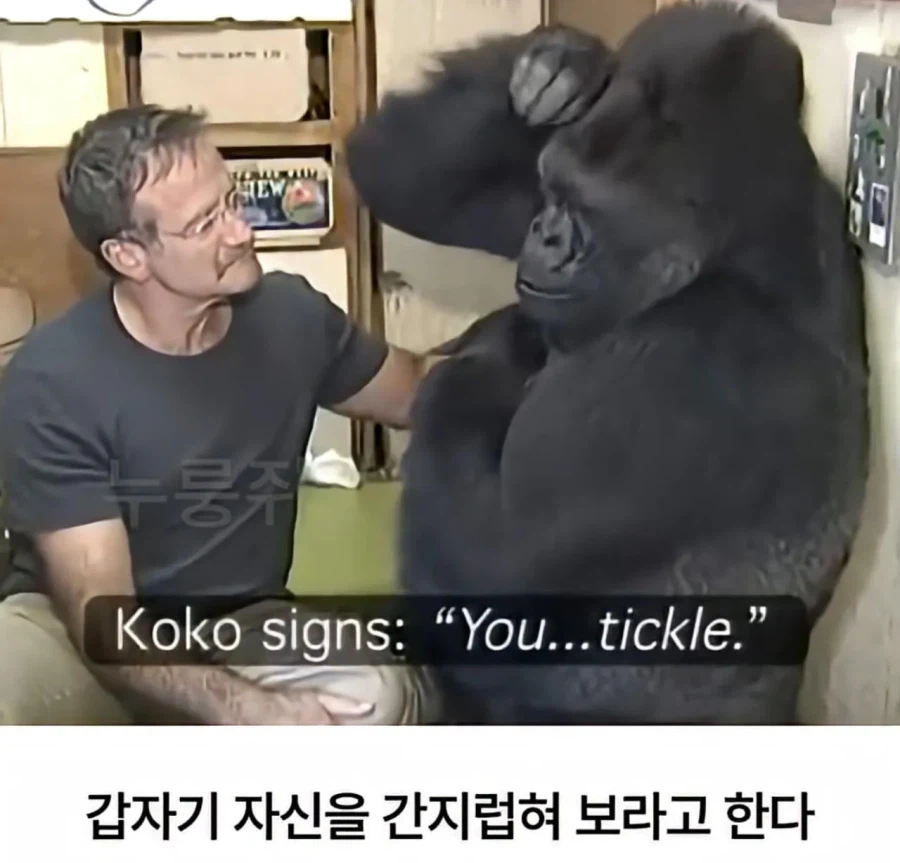 수화를 배운 고릴라 ㄷㄷㄷ;;_6.webp