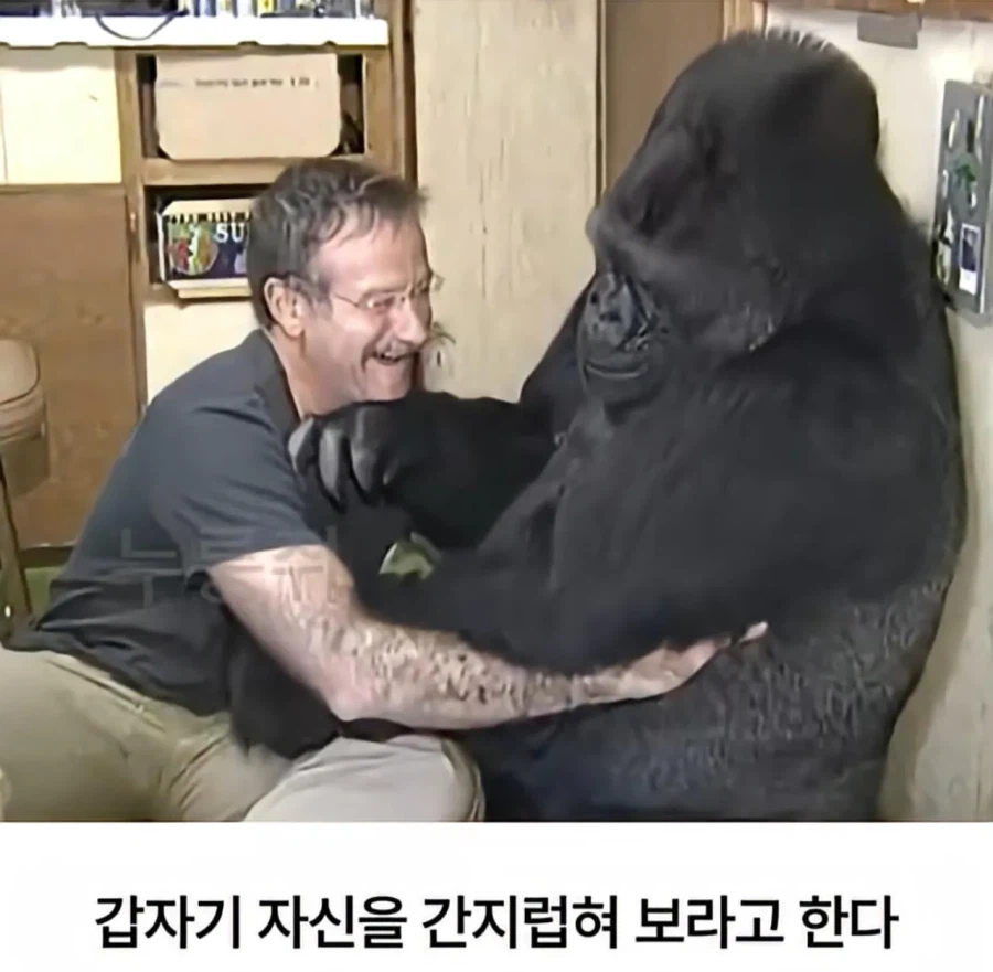 수화를 배운 고릴라 ㄷㄷㄷ;;_7.webp