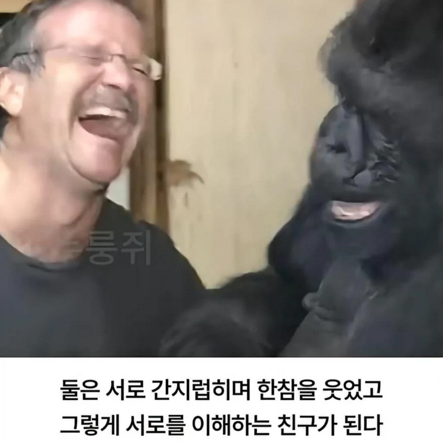 수화를 배운 고릴라 ㄷㄷㄷ;;_9.webp