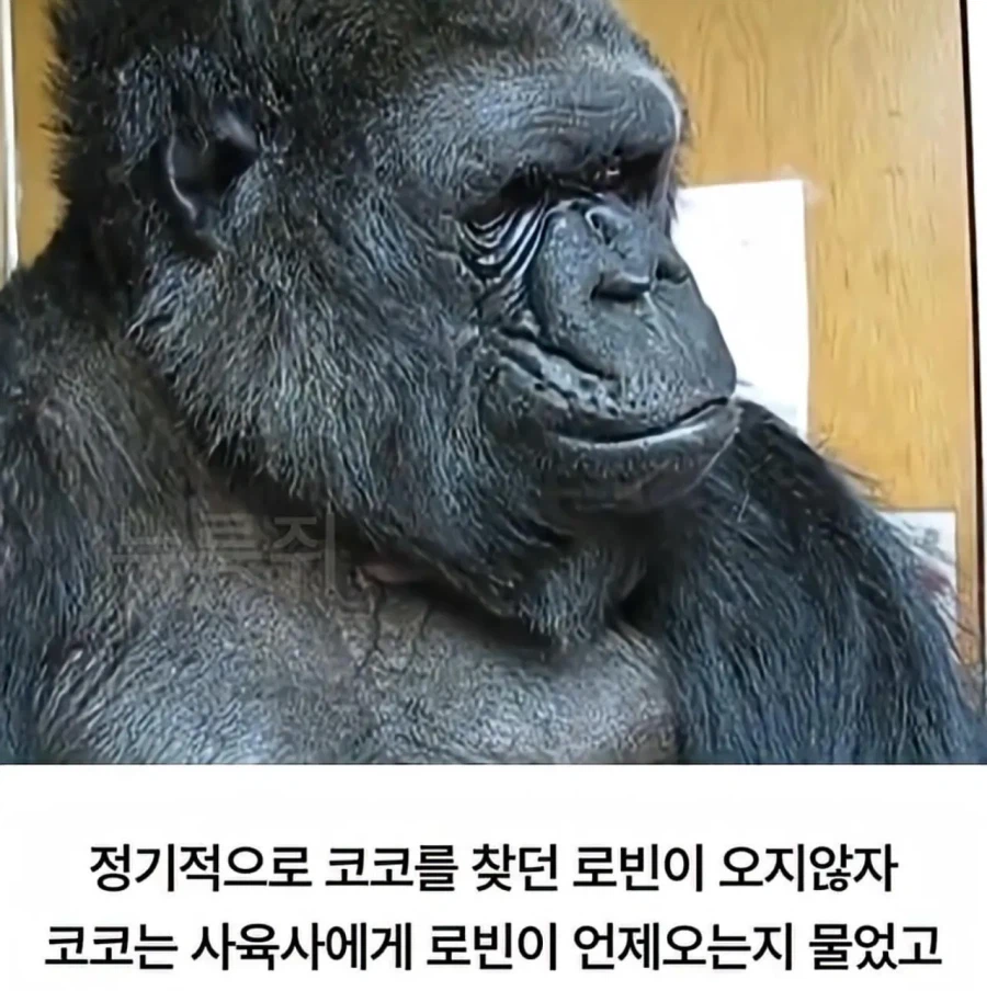 수화를 배운 고릴라 ㄷㄷㄷ;;_10.webp