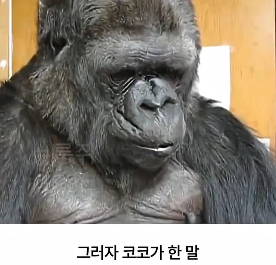 수화를 배운 고릴라 ㄷㄷㄷ;;_12.webp