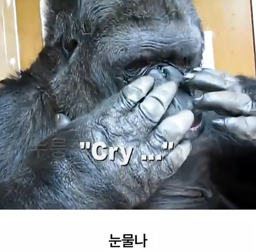 수화를 배운 고릴라 ㄷㄷㄷ;;_13.webp