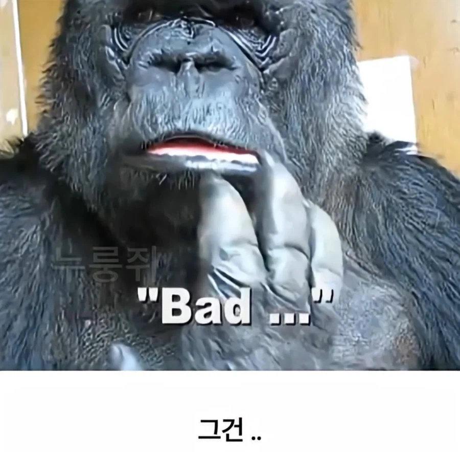 수화를 배운 고릴라 ㄷㄷㄷ;;_14.webp