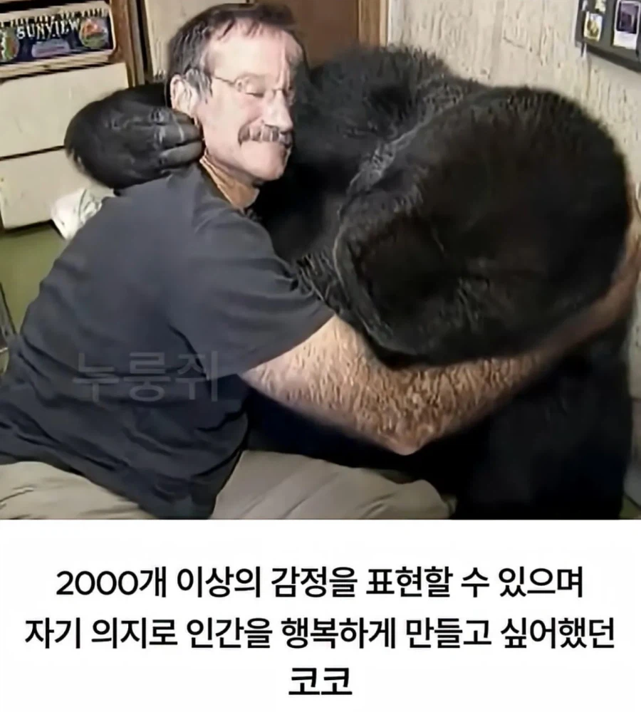 수화를 배운 고릴라 ㄷㄷㄷ;;_16.webp