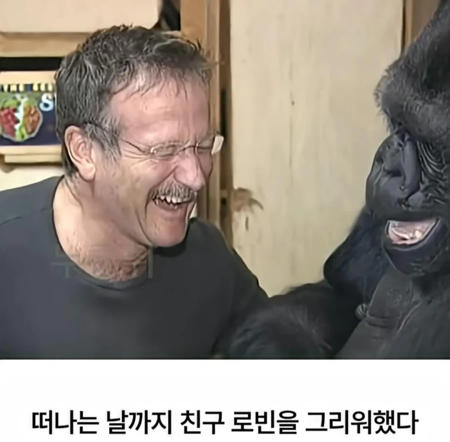 수화를 배운 고릴라 ㄷㄷㄷ;;_17.webp