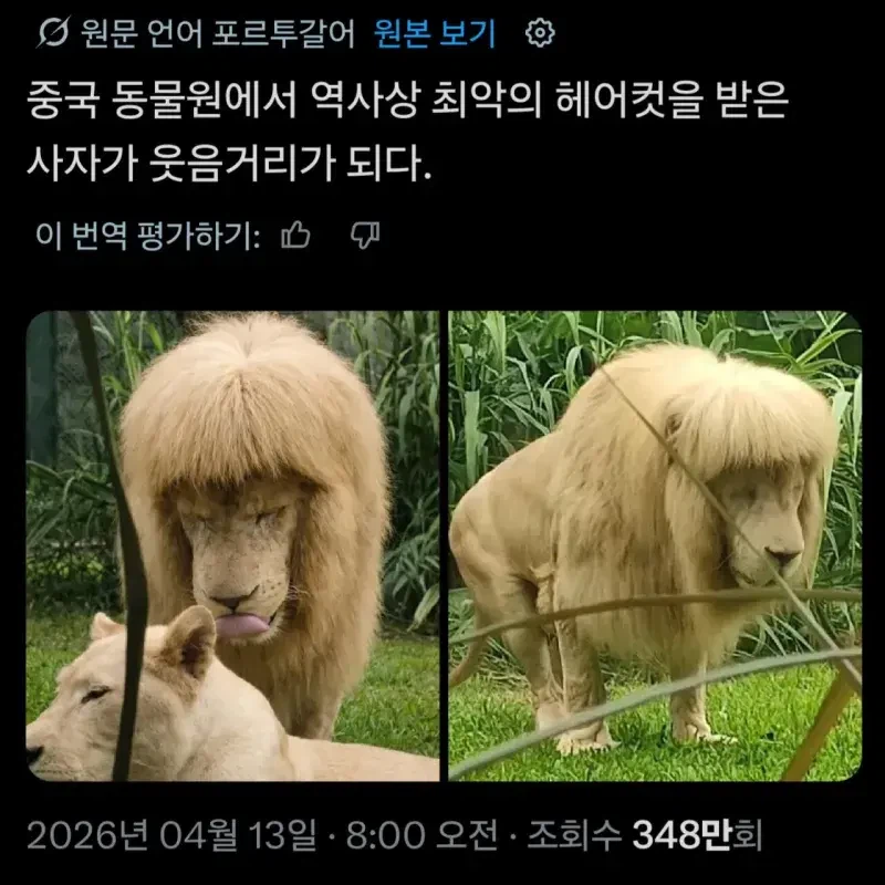 중국 동물원 사자 털손질 대참사.jpg_1.webp