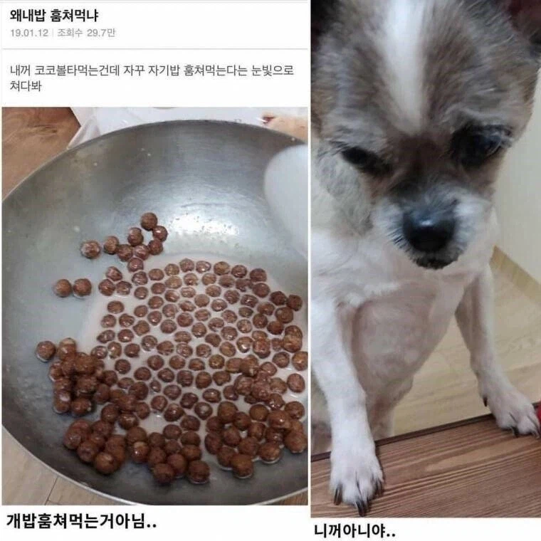 쭈인아! 왜 내밥 훔쳐먹냐_1.webp