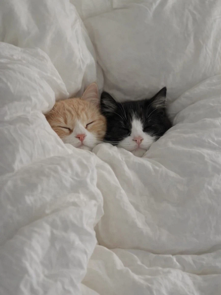 이불 덮고 잠든 고양이들..._2.webp