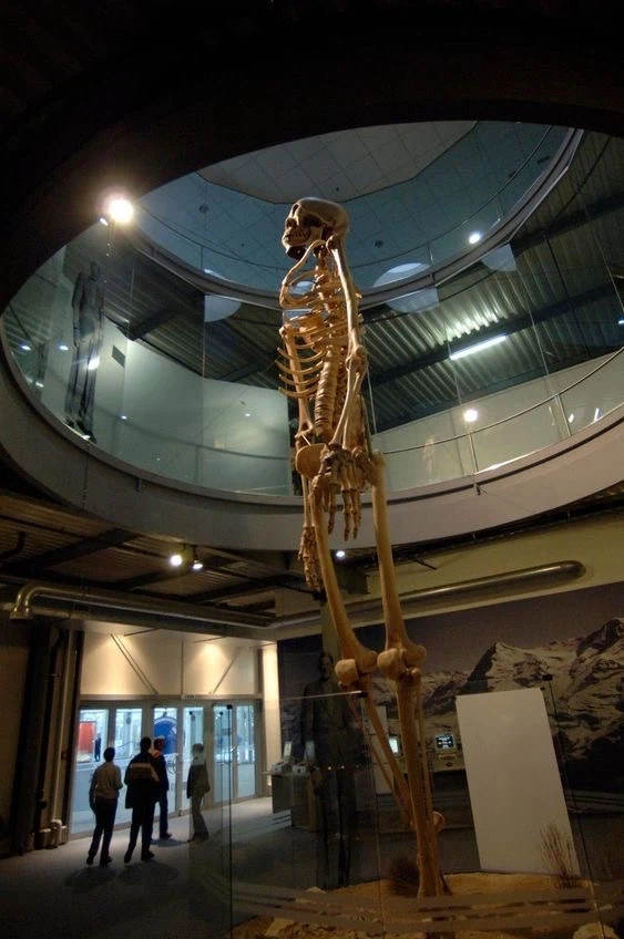 네안데르탈인 실제 크기 체감.jpg_1.webp