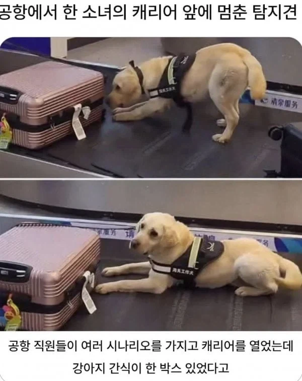 공항 탐지견에게 딱 걸린 캐리어_1.webp