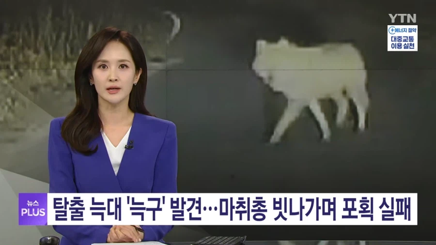 드디어 대전 탈출 늑대 발견 했지만 포획 실패한 이유_1.webp