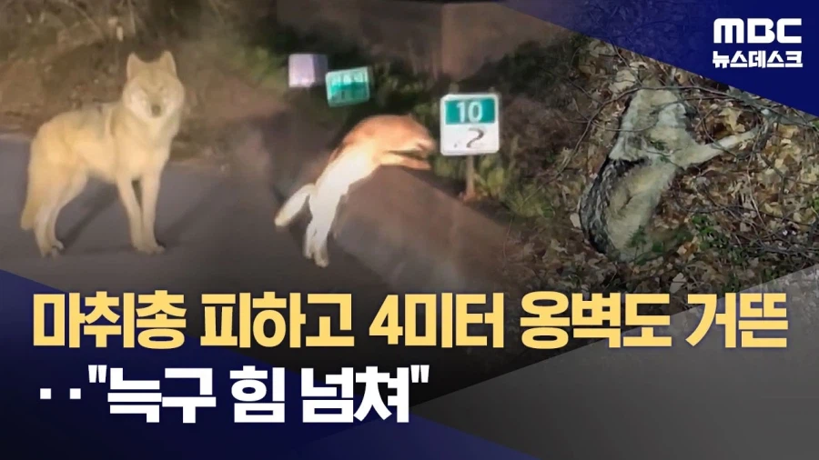 늑구 힘 넘쳐_1.webp