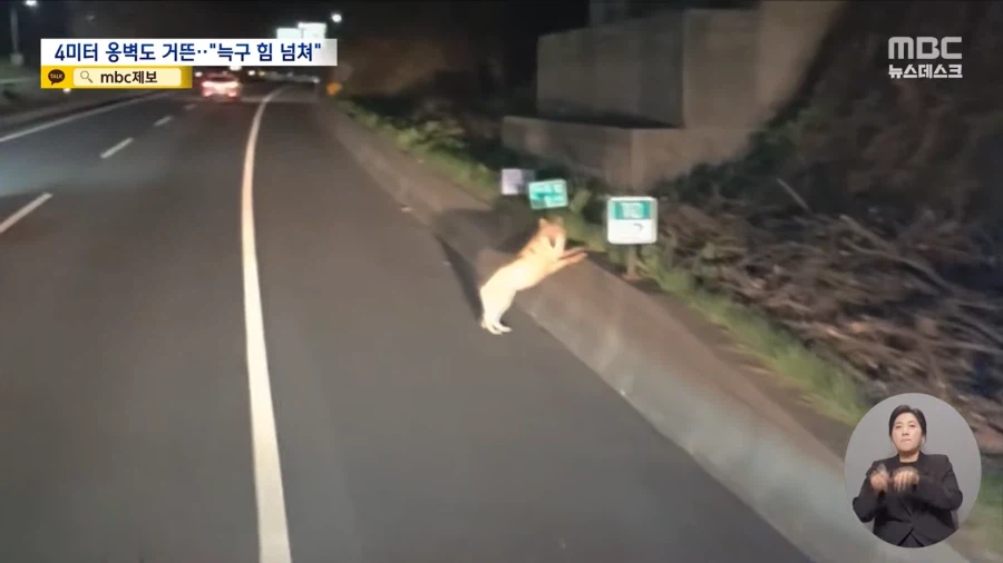 늑구 힘 넘쳐_3.webp