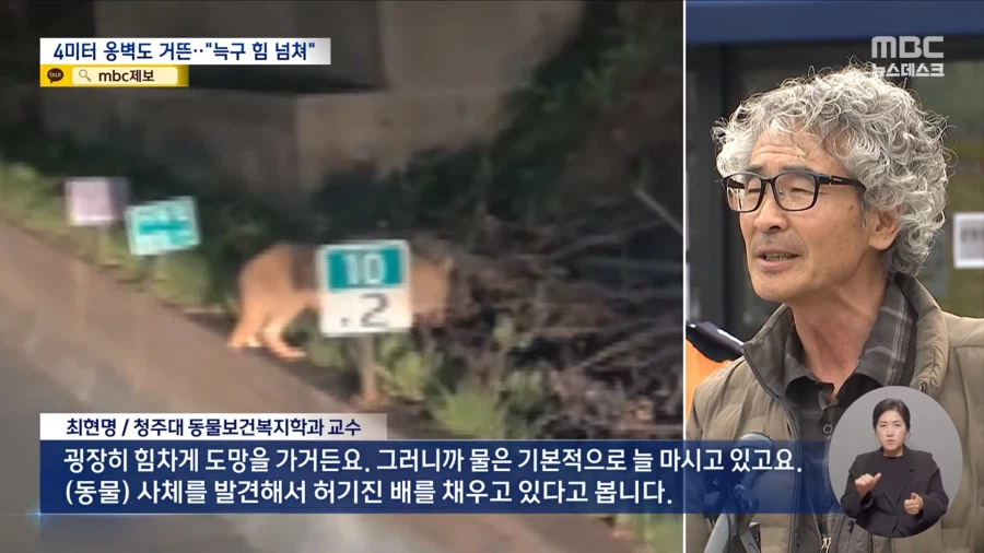 늑구 힘 넘쳐_6.webp