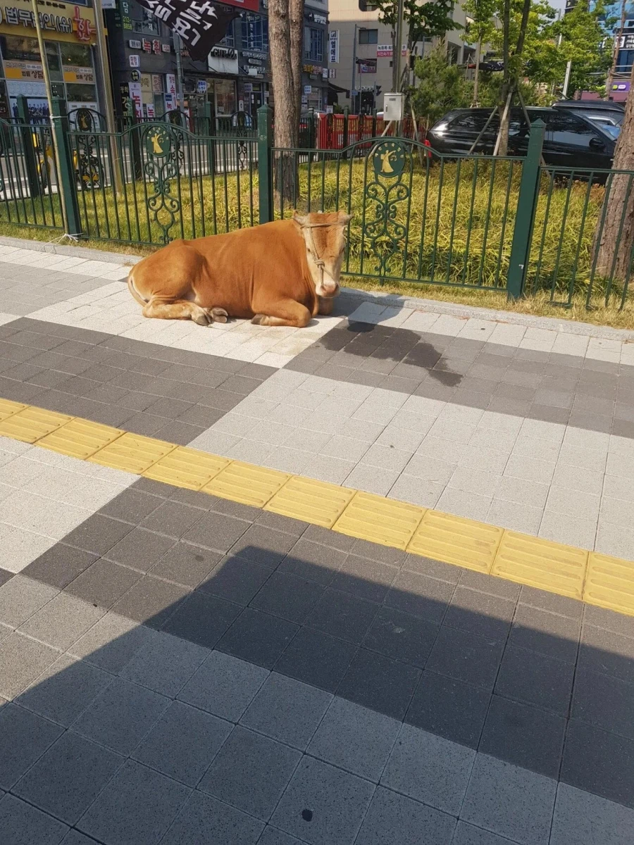 변호사가 법원 앞에서 마주치는 것 ㄷㄷ.jpg_2.webp