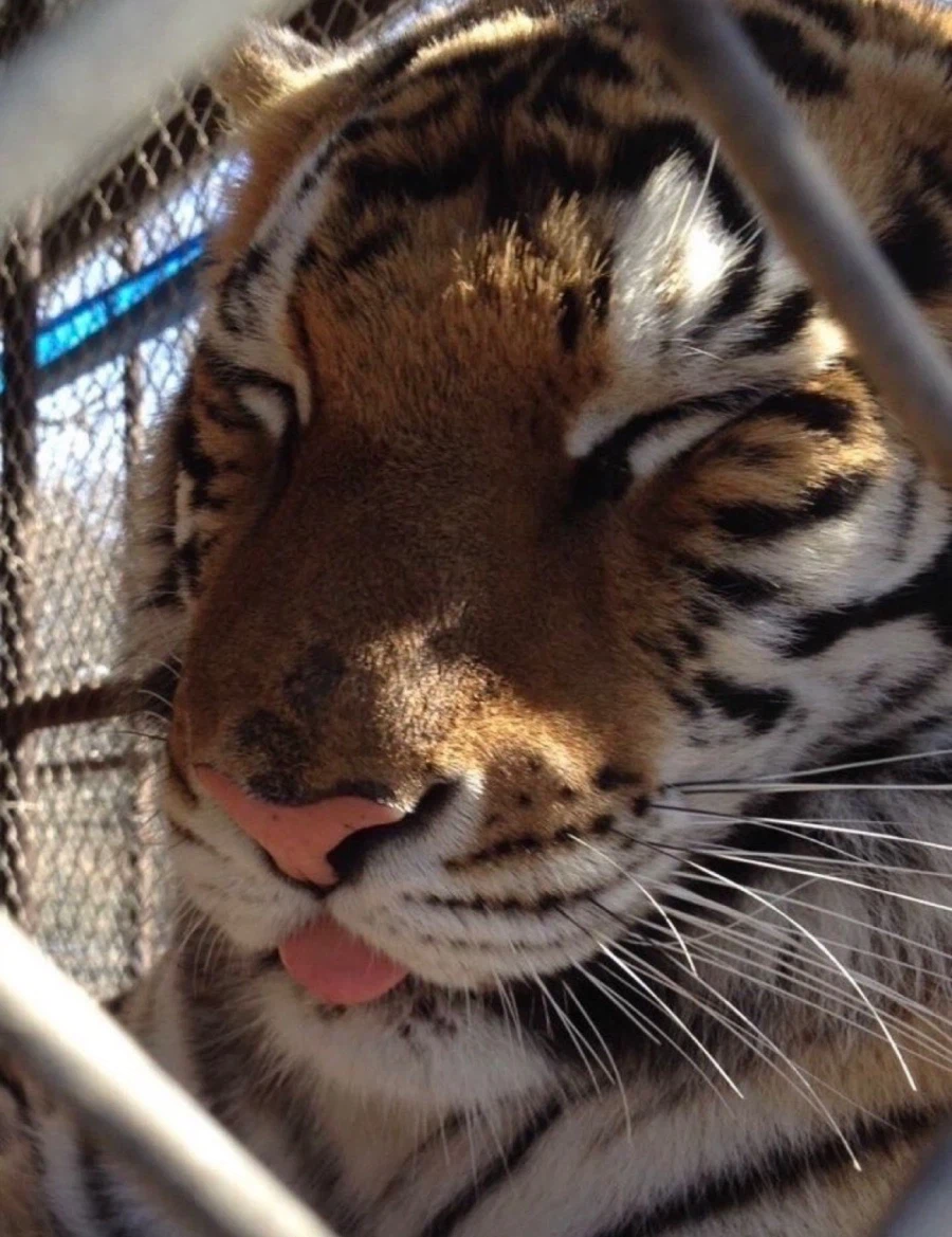 자기가 귀여운 줄 아는 고양이_1.webp