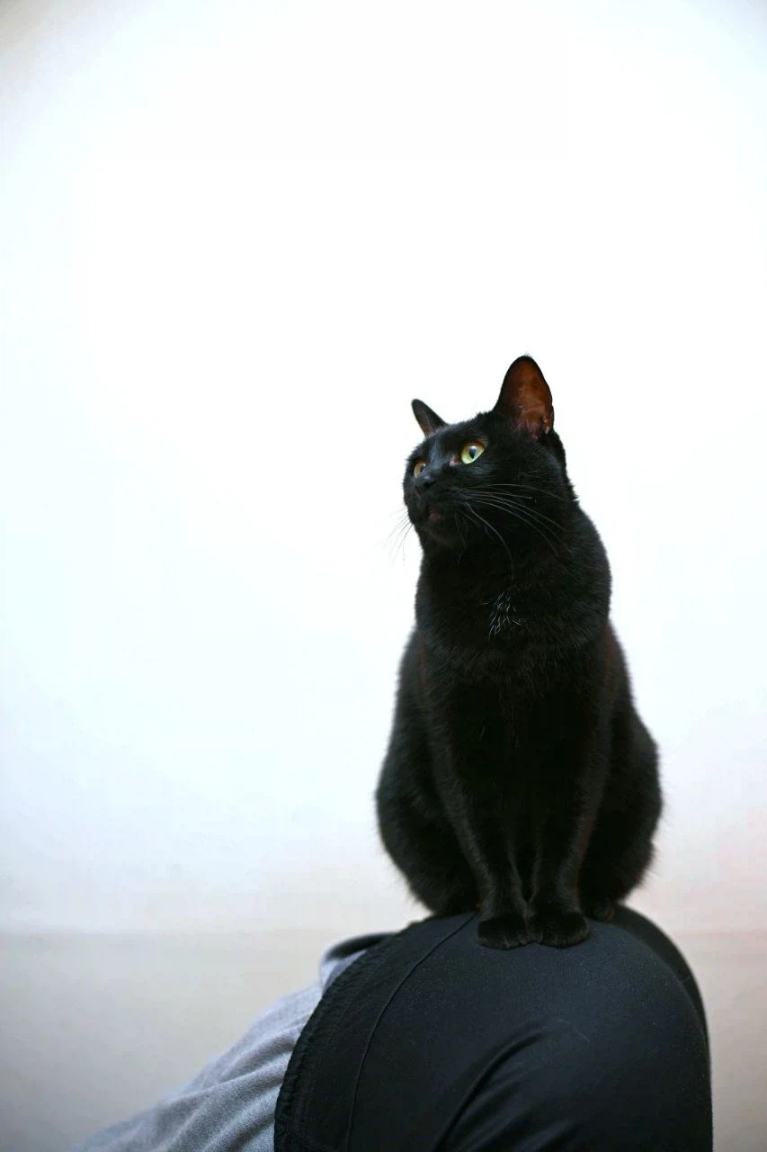 인기많은 검은 고양이와 인기없는 주인_1.webp