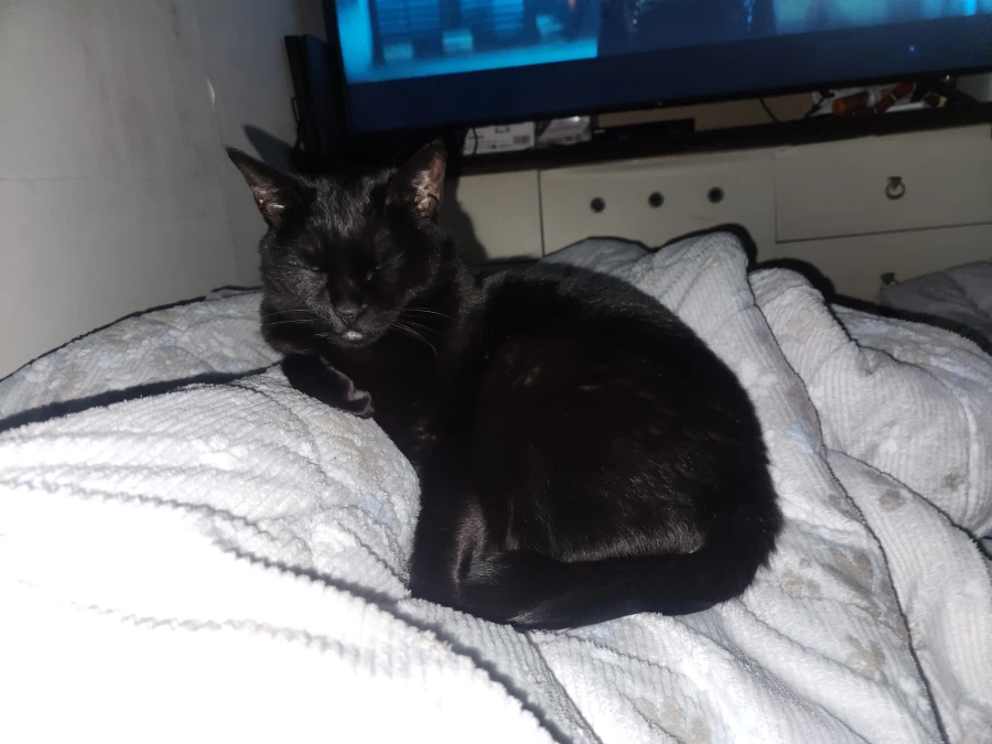 인기많은 검은 고양이와 인기없는 주인_3.webp