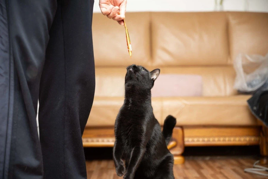 인기많은 검은 고양이와 인기없는 주인_4.webp