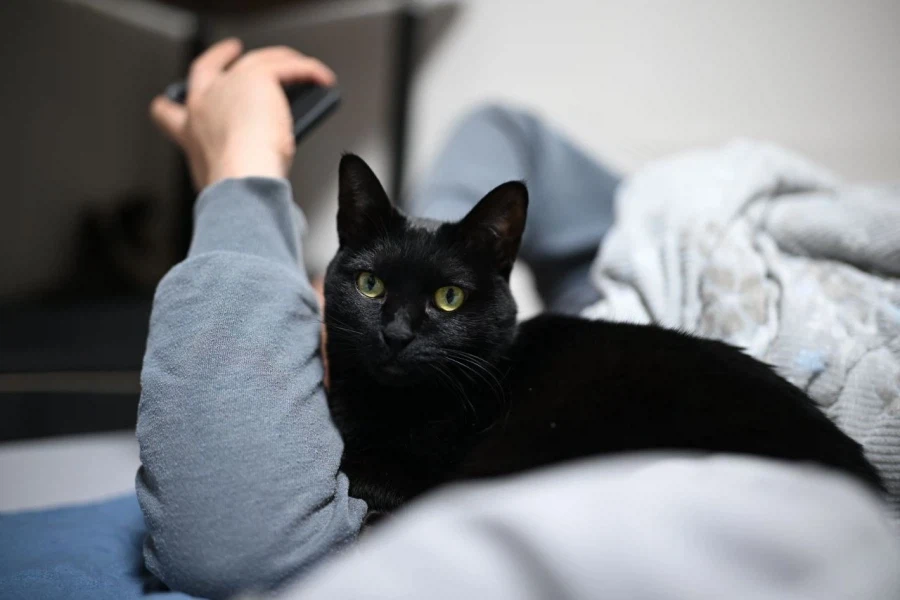 인기많은 검은 고양이와 인기없는 주인_5.webp