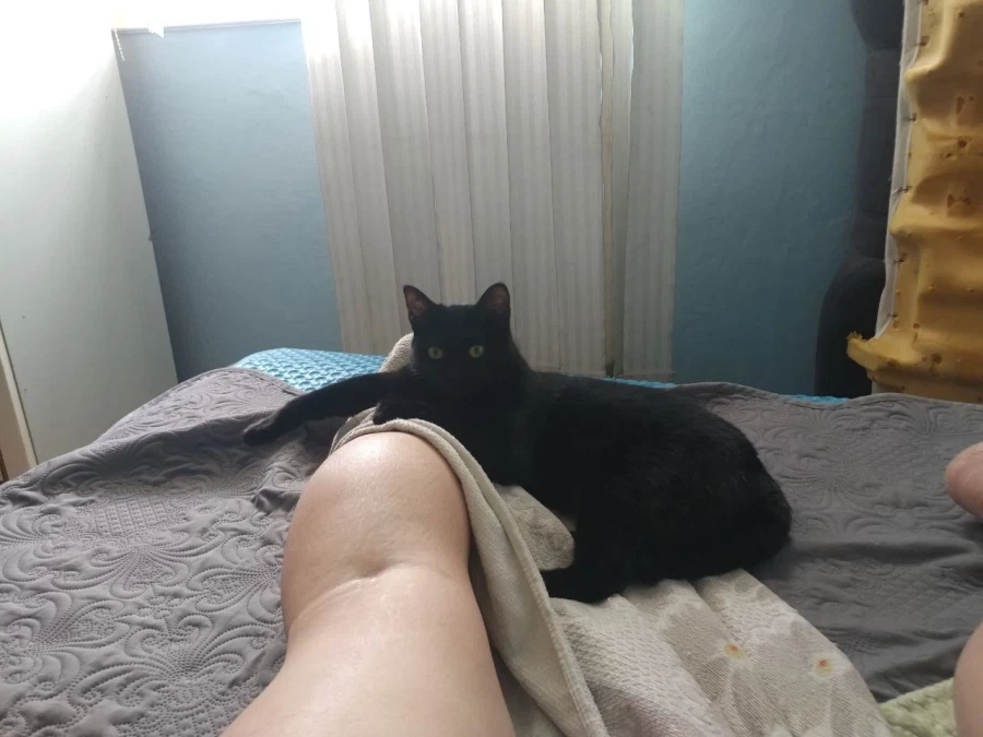 인기많은 검은 고양이와 인기없는 주인_8.webp