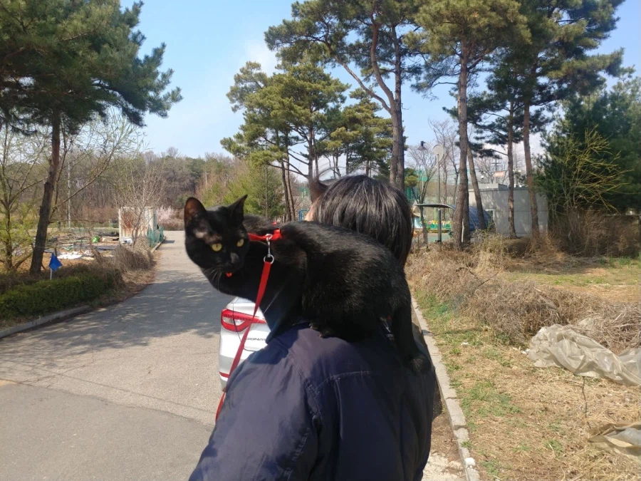 인기많은 검은 고양이와 인기없는 주인_9.webp