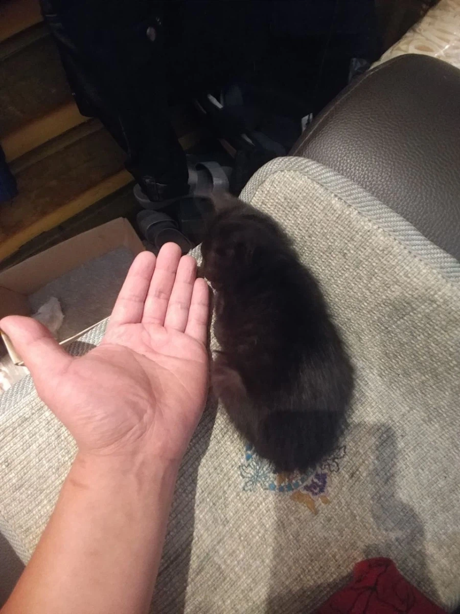 인기많은 검은 고양이와 인기없는 주인_10.webp