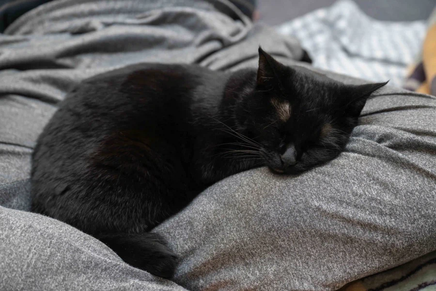 인기많은 검은 고양이와 인기없는 주인_11.webp