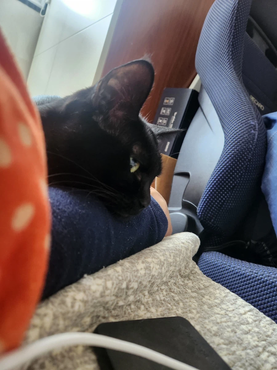 인기많은 검은 고양이와 인기없는 주인_12.webp