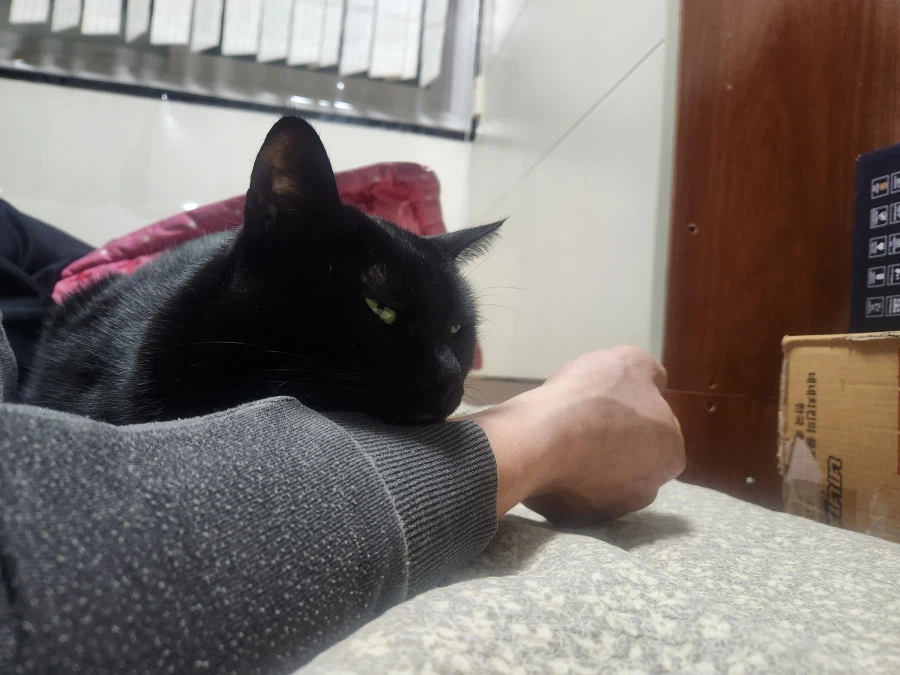 인기많은 검은 고양이와 인기없는 주인_13.webp