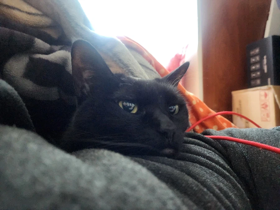 인기많은 검은 고양이와 인기없는 주인_14.webp