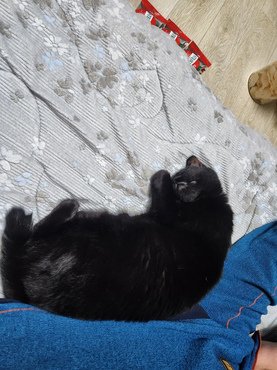 인기많은 검은 고양이와 인기없는 주인_15.webp