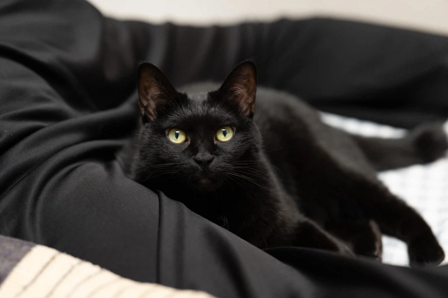 인기많은 검은 고양이와 인기없는 주인_17.webp