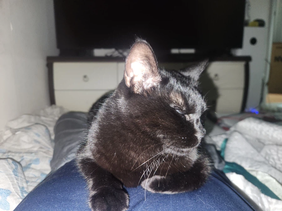 인기많은 검은 고양이와 인기없는 주인_18.webp