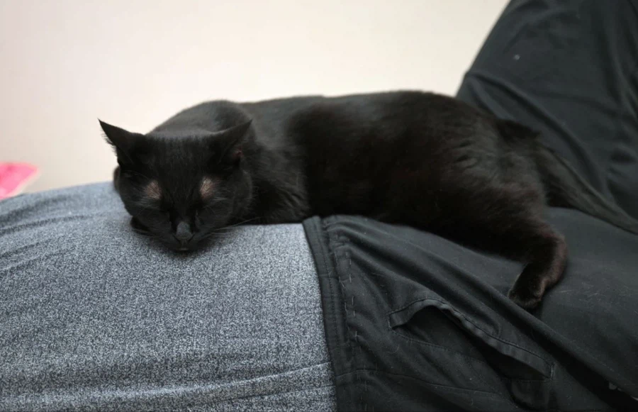 인기많은 검은 고양이와 인기없는 주인_19.webp