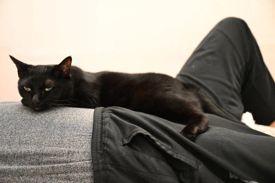 인기많은 검은 고양이와 인기없는 주인_20.webp