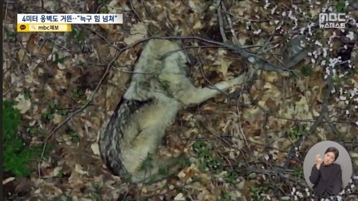 야외 생활하는 늑구 포착.jpg_1.webp