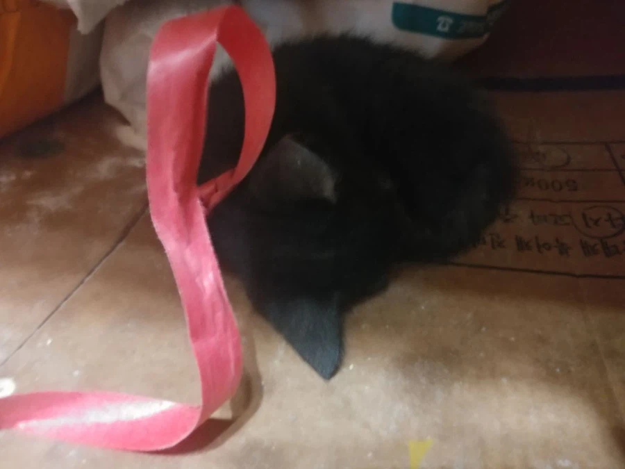 인기없는 검은 고양이 새끼때..._8.webp