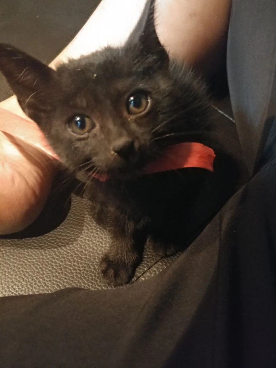 인기없는 검은 고양이 새끼때..._10.webp