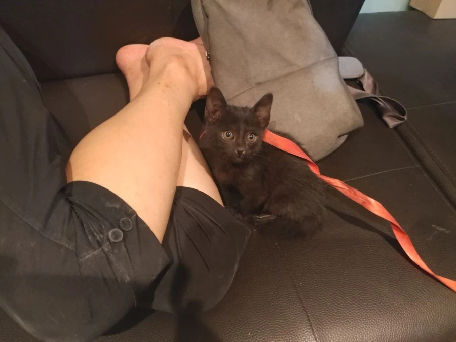 인기없는 검은 고양이 새끼때..._11.webp