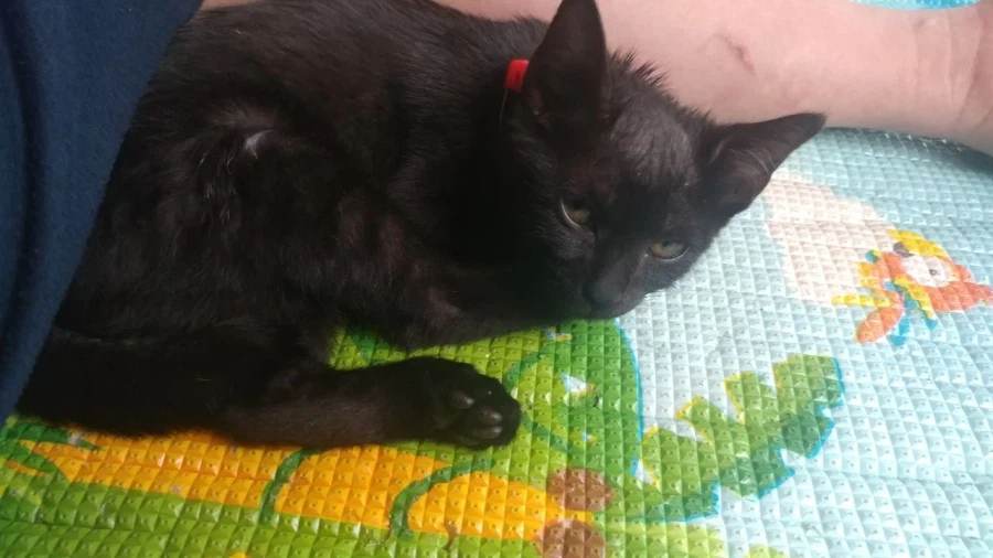 인기없는 검은 고양이 새끼때..._12.webp