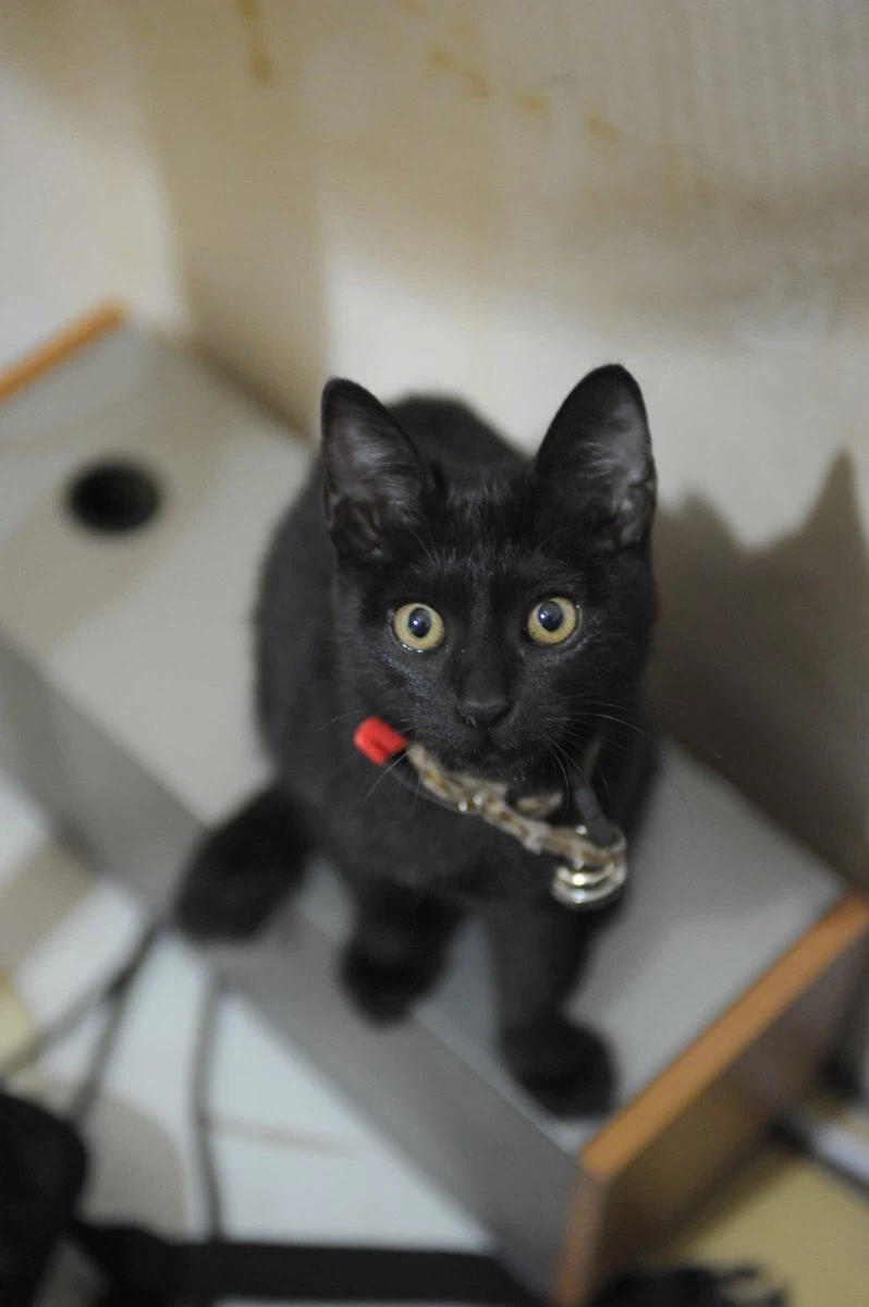 인기없는 검은 고양이 새끼때..._13.webp