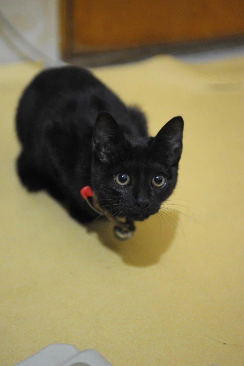 인기없는 검은 고양이 새끼때..._14.webp