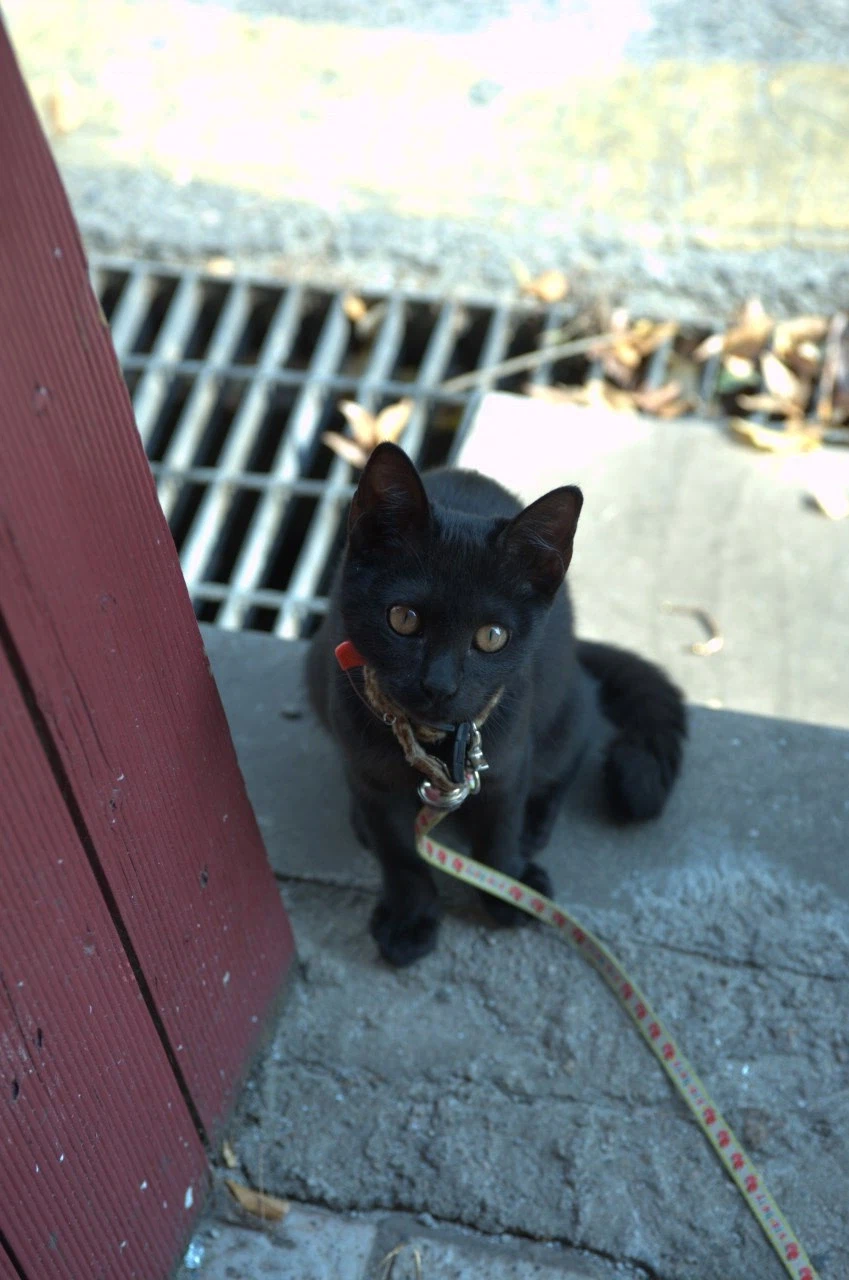 인기없는 검은 고양이 새끼때..._15.webp