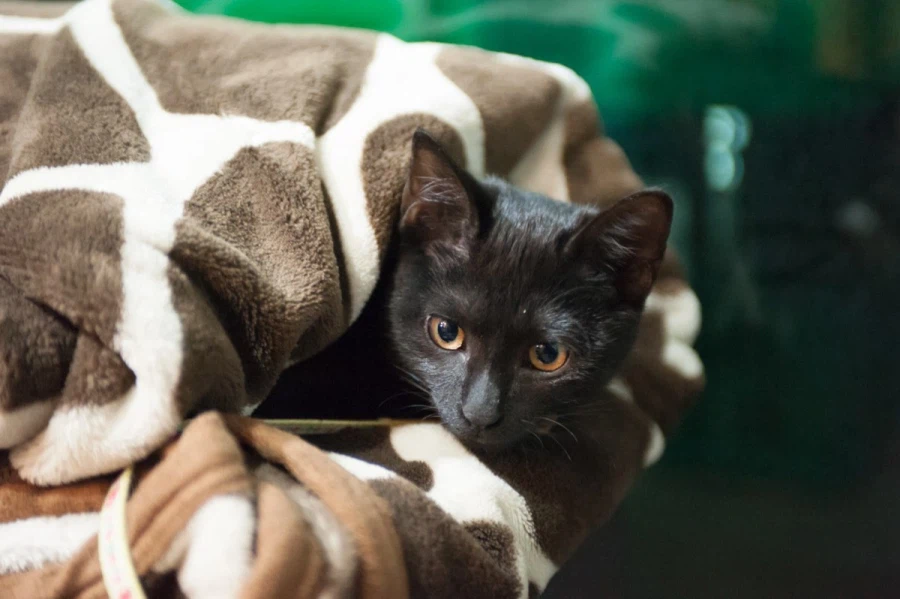 인기없는 검은 고양이 새끼때..._16.webp