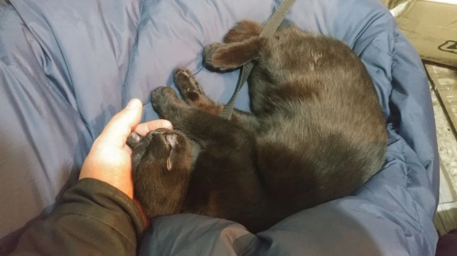 인기없는 검은 고양이 새끼때..._17.webp