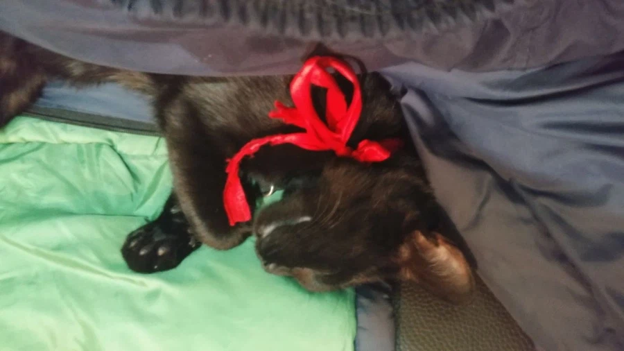 인기없는 검은 고양이 새끼때..._18.webp