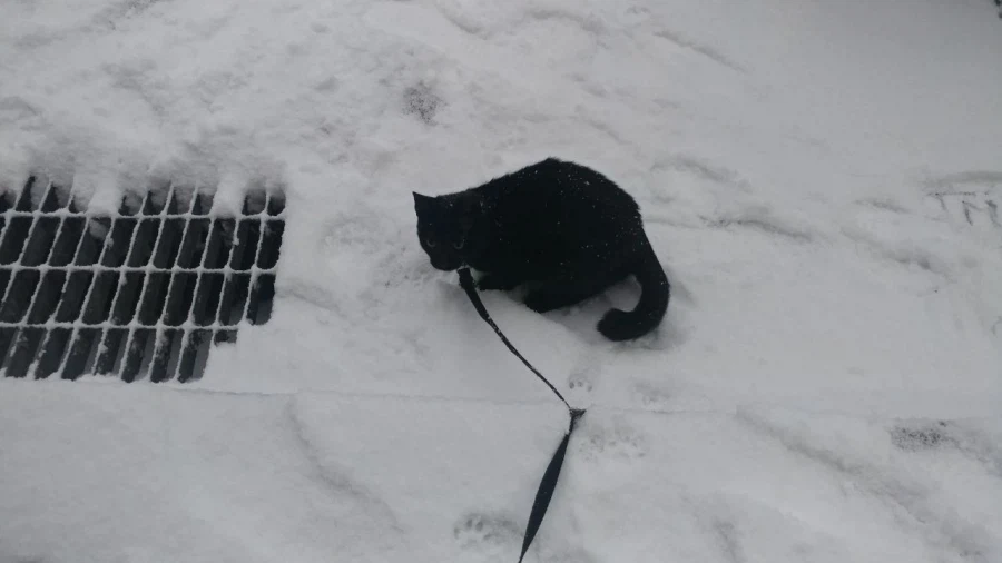 인기없는 검은 고양이 새끼때..._19.webp