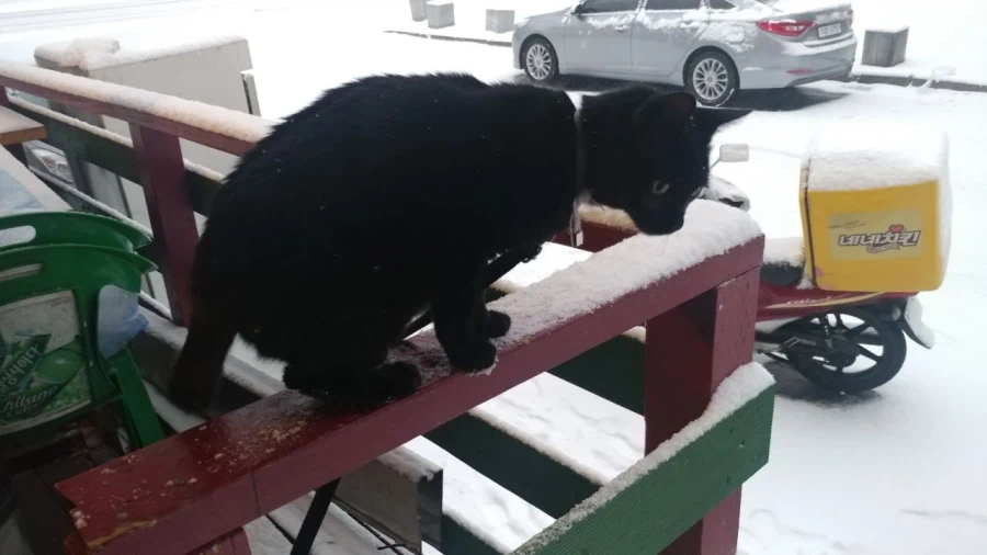 인기없는 검은 고양이 새끼때..._20.webp