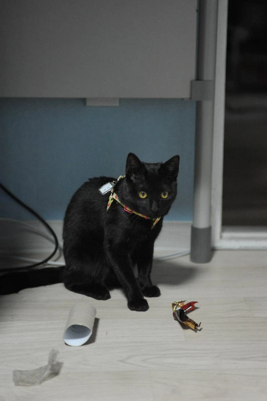 인기없는 검은 고양이 새끼때..._21.webp